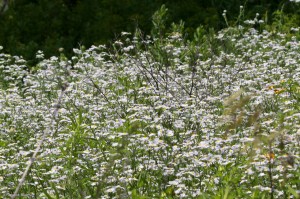 Strolling the Bluff © Andor&nbsp;(6)