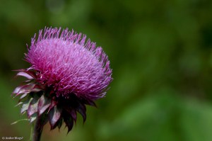 Strolling the Bluff © Andor&nbsp;(9)