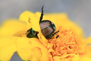 Flower Petal Belt for a Japanese Beetle ©&nbsp;Andor