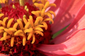 Focus on the Little Things © Andor&nbsp;(1)