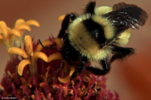 Focus on the Little Things © Andor&nbsp;(2)