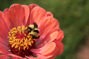 Focus on the Little Things © Andor&nbsp;(8)