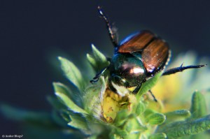 Japanese Beetle, Up Close and Personal © Andor&nbsp;(1)