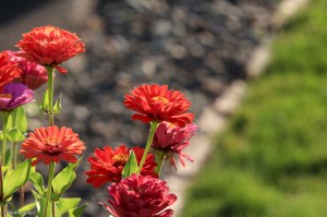 My Friend’s Flowers © Andor&nbsp;(1)