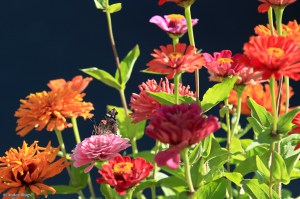 My Friend’s Flowers © Andor&nbsp;(2)