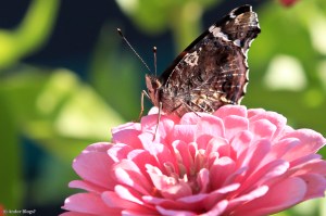 My Friend’s Flowers © Andor&nbsp;(3)