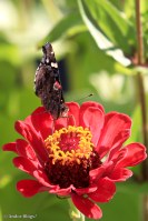 My Friend’s Flowers © Andor&nbsp;(4)