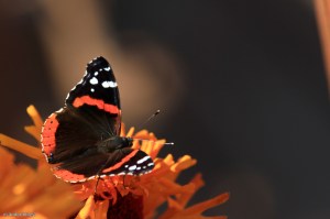 My Friend’s Flowers © Andor&nbsp;(5)