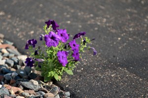 My Friend’s Flowers © Andor&nbsp;(6)