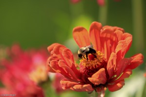 My Friend’s Flowers © Andor&nbsp;(7)