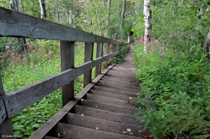 Wandering the North Shore&nbsp;(29)