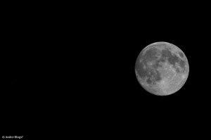 Wandering the North Shore&nbsp;(35)