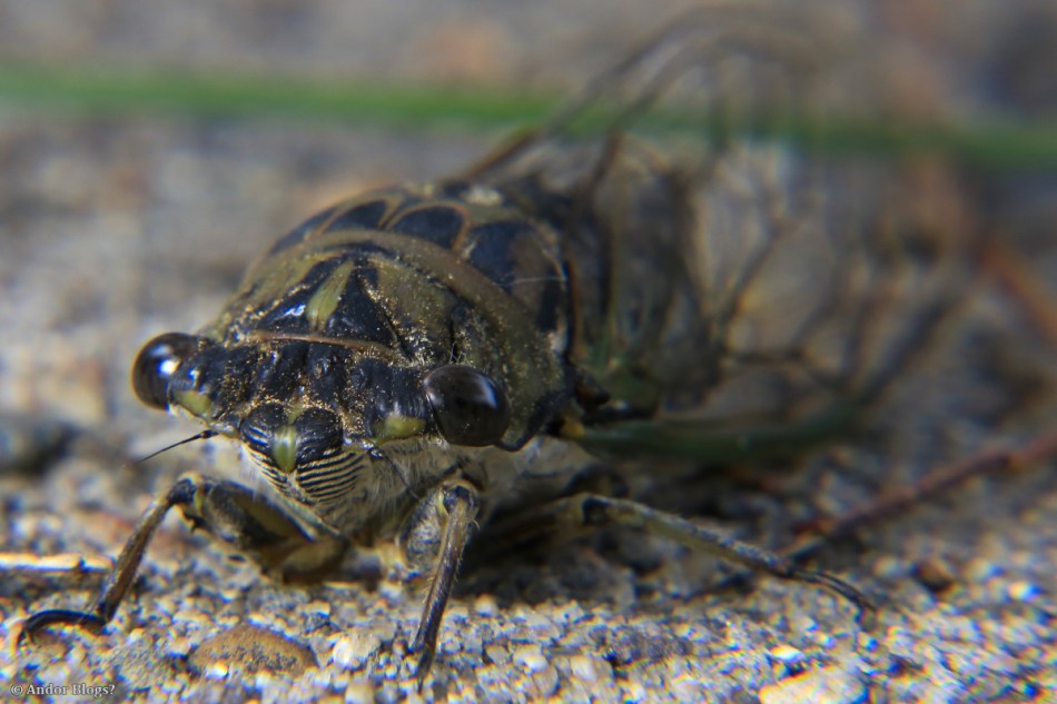 Dying Moments © Andor