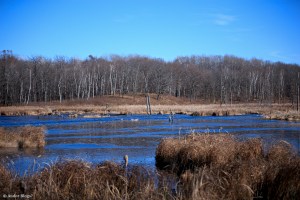 Wandering in the Forest © Andor&nbsp;(1)