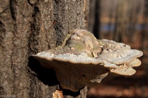 Wandering in the Forest © Andor&nbsp;(10)