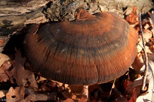 Wandering in the Forest © Andor&nbsp;(11)