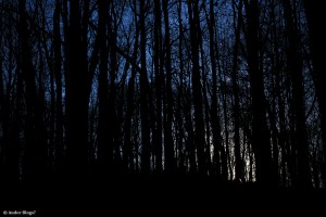 Wandering in the Forest © Andor&nbsp;(2)