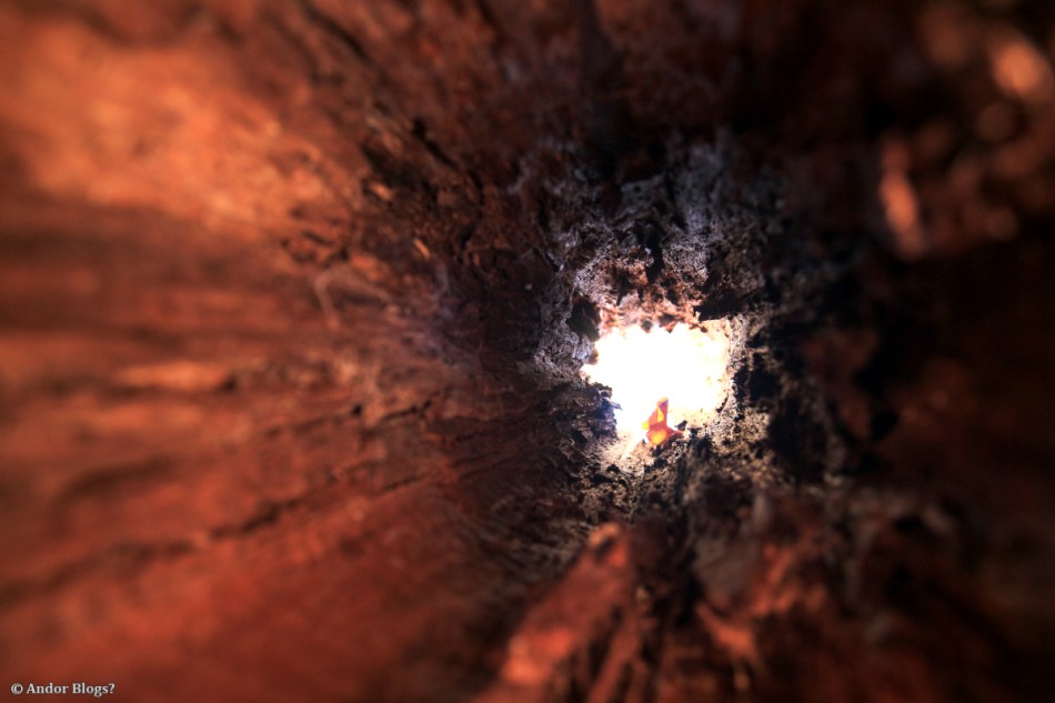 Wandering in the Forest © Andor (3)