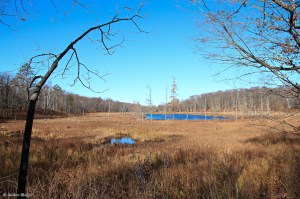 Wandering in the Forest © Andor&nbsp;(4)