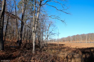 Wandering in the Forest © Andor&nbsp;(5)