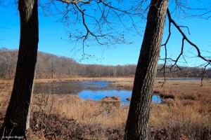 Wandering in the Forest © Andor&nbsp;(6)