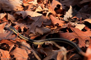 Wandering in the Forest © Andor&nbsp;(7)