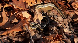 Wandering in the Forest © Andor&nbsp;(9)