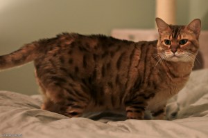 Angry Hater Kitty © Andor&nbsp;(1)