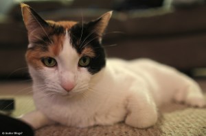 Lain the Blood Thirsty © Andor&nbsp;(1)