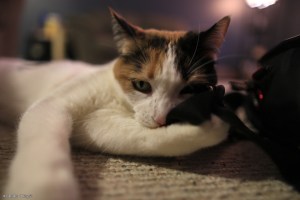 Lain the Blood Thirsty © Andor&nbsp;(2)