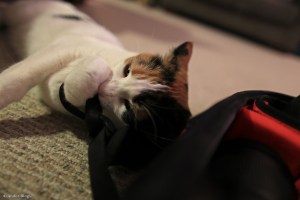 Lain the Blood Thirsty © Andor&nbsp;(3)