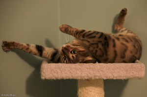 Wiley Bengal © Andor&nbsp;(2)