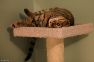 Wiley Bengal © Andor&nbsp;(3)