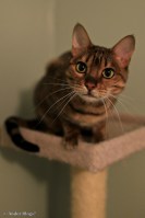 Wiley Bengal © Andor&nbsp;(4)