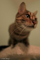 Wiley Bengal © Andor&nbsp;(5)