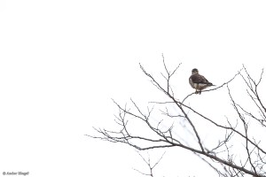 Perched Peregrine ©&nbsp;Andor