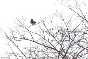Perched Peregrine ©&nbsp;Andor