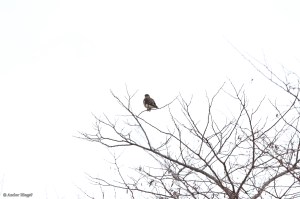Perched Peregrine ©&nbsp;Andor