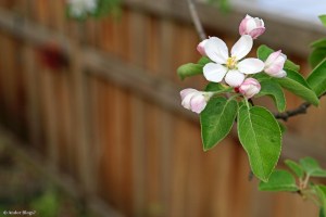Apple Tree Blossoms © Andor&nbsp;(1)