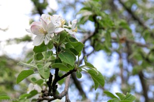Apple Tree Blossoms © Andor&nbsp;(2)
