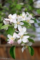 Apple Tree Blossoms © Andor&nbsp;(3)