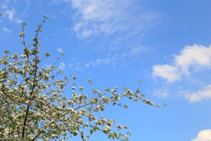 Apple Tree Blossoms © Andor&nbsp;(4)