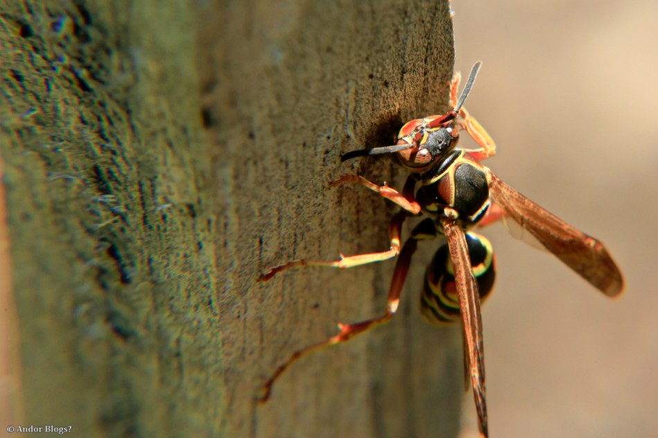 Chewing on the Trellis © Andor (1)