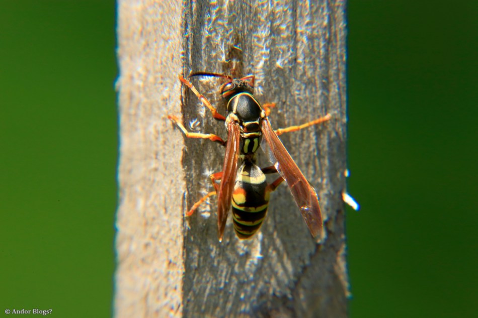 Chewing on the Trellis © Andor (2)