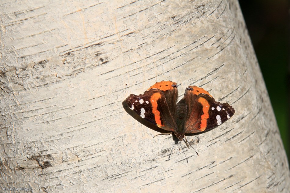 Hello Beautiful © Andor