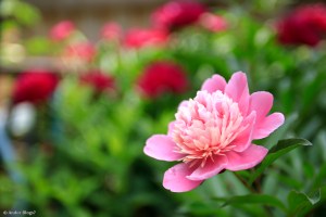 Sorbet Peony © Andor&nbsp;(1)