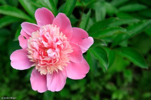 Sorbet Peony © Andor&nbsp;(2)