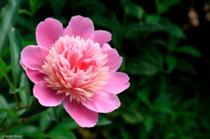 Sorbet Peony © Andor&nbsp;(3)